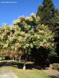 Koelruteria paniculata - fall